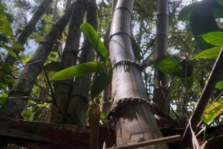 Contemplando un árbol en plena selva