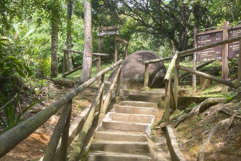 Paseando por un sendero rodeado de naturaleza intacta