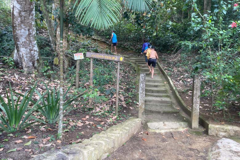 Explorando la vegetación del Saco do Mamanguá