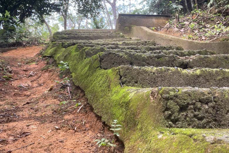 Una escalera de piedras entre la vegetación