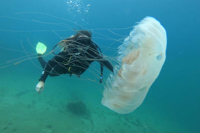 Fauna marinha em Paraty
