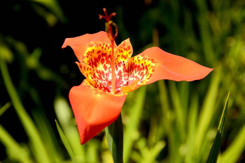 Flora local na Serra da Bocaina