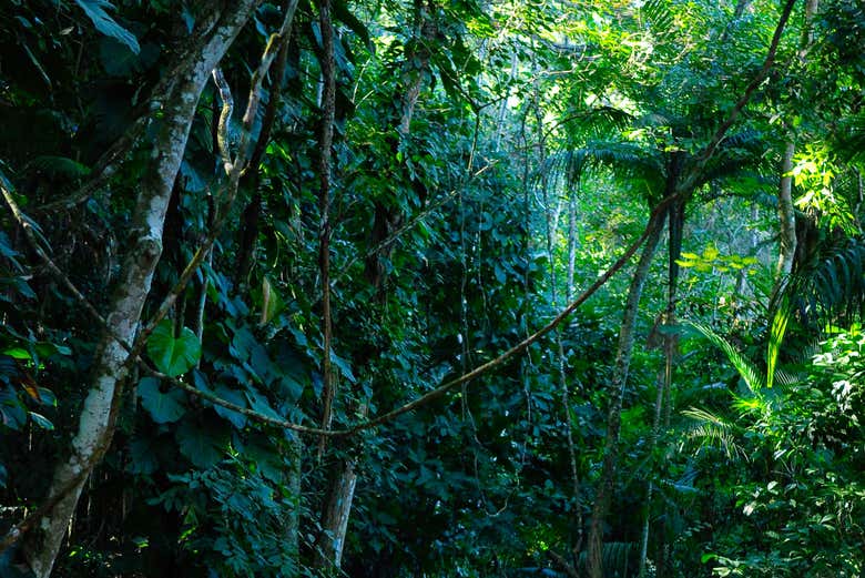 Mata Atlântica