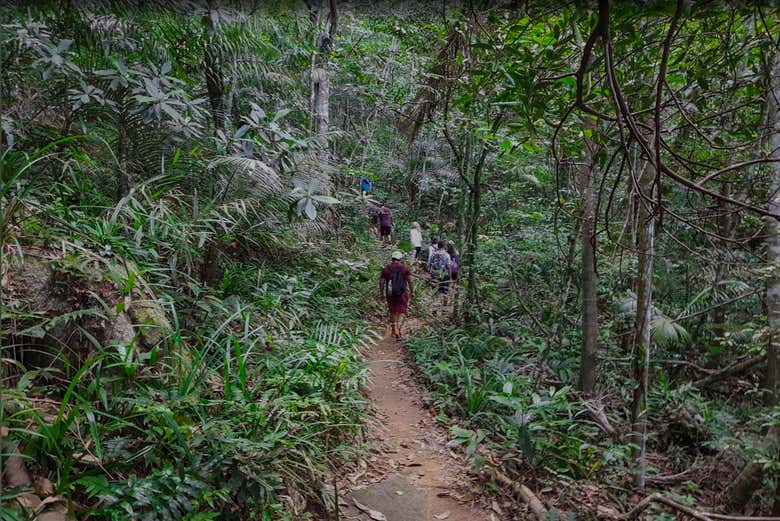Sentier dans la forêt tropicale