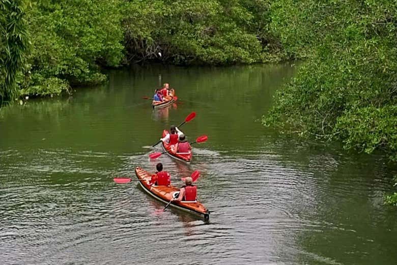 Remando en kayak por unos manglares