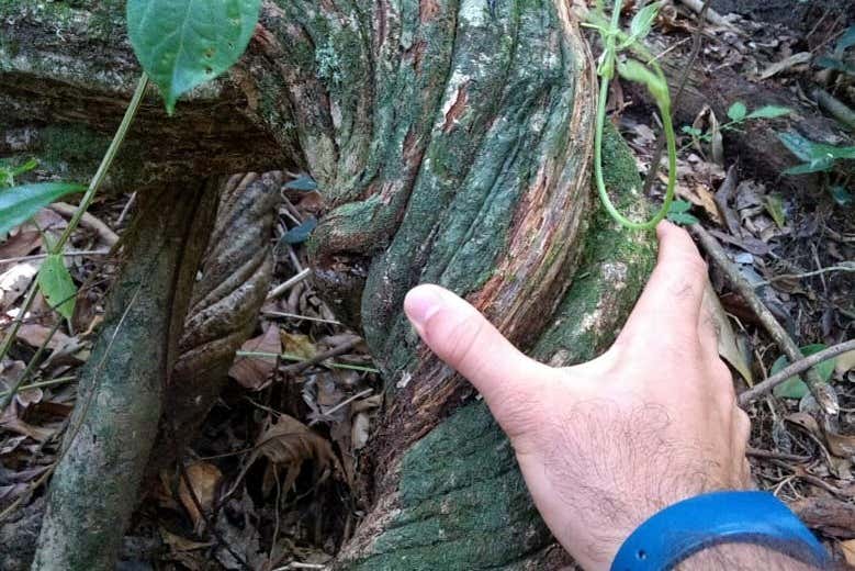 Learn about the native plant life