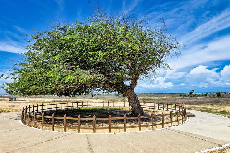 El singular Árvore Penteada