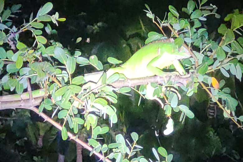 Una iguana verde en un árbol