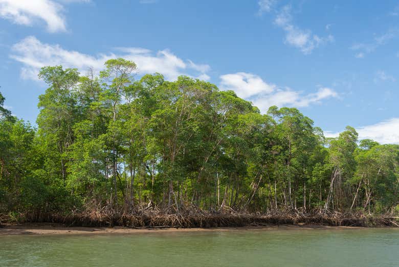 Os manguezais do delta do rio Parnaíba