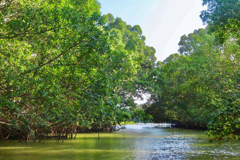 Navegaremos por manguezais de grande beleza