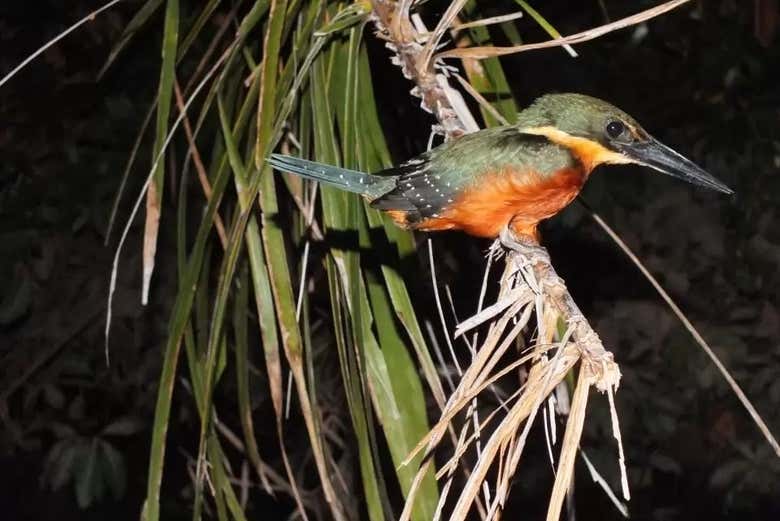 Una de las aves nocturnas del delta