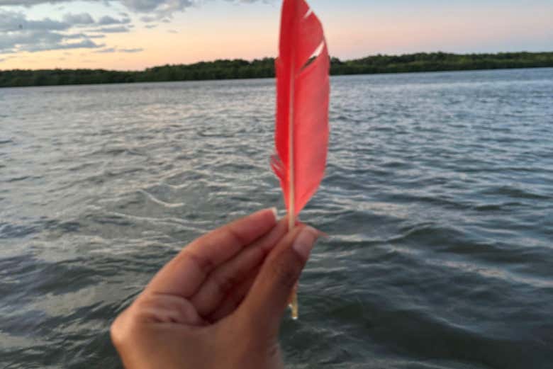 Segurando uma pena dos íbis-escarlate