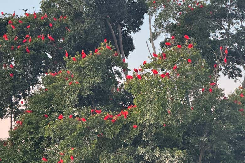 Os íbis-escarlate nas copas das árvores