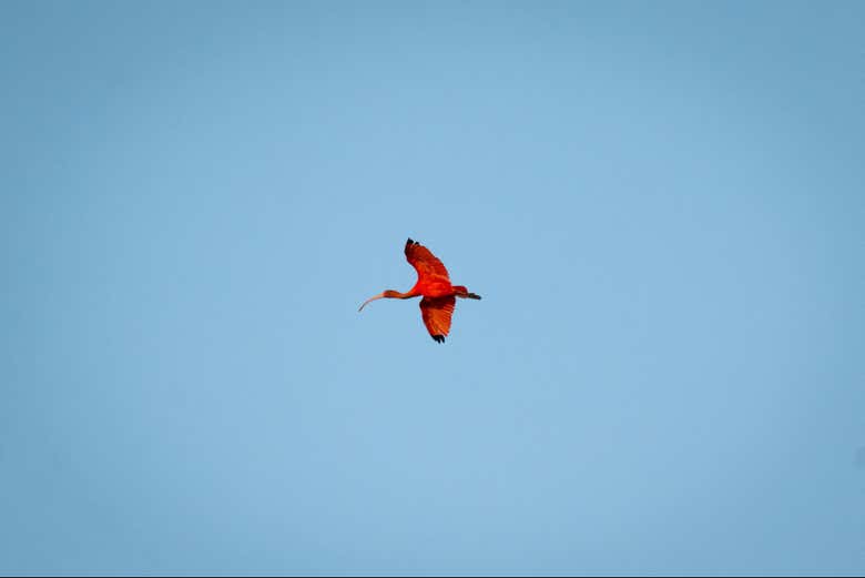 Uma das aves que poderemos ver na Revoada dos Guarás
