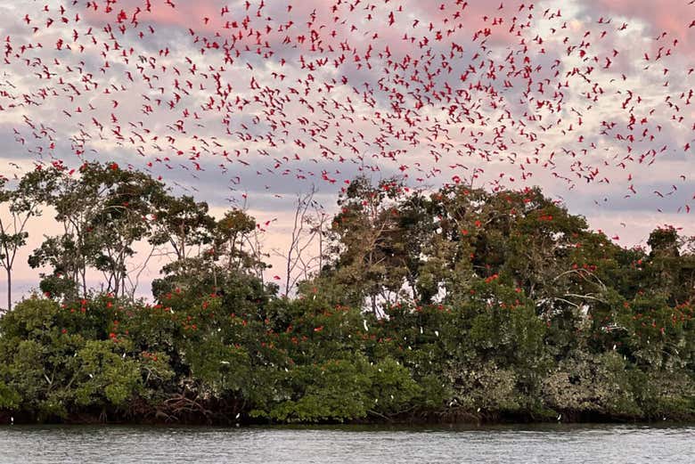 A Revoada dos Guarás sobre o delta do Parnaíba