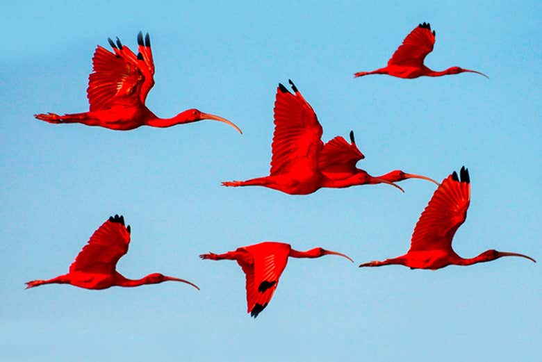 Você vai se encantar com este espetáculo da natureza
