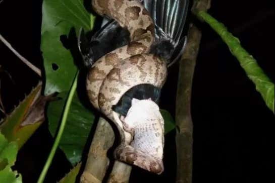 Veremos a las serpientes del delta del Parnaíba