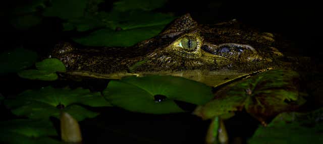Safari nocturno por el delta del Parnaíba