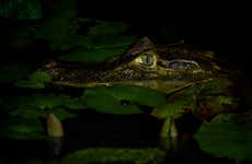 Safari nocturno por el delta del Parnaíba