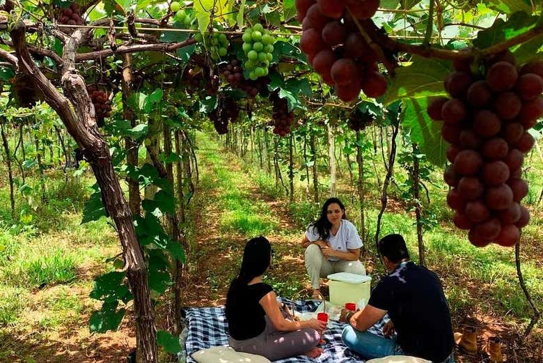 Disfrutando del pícnic en los viñedos