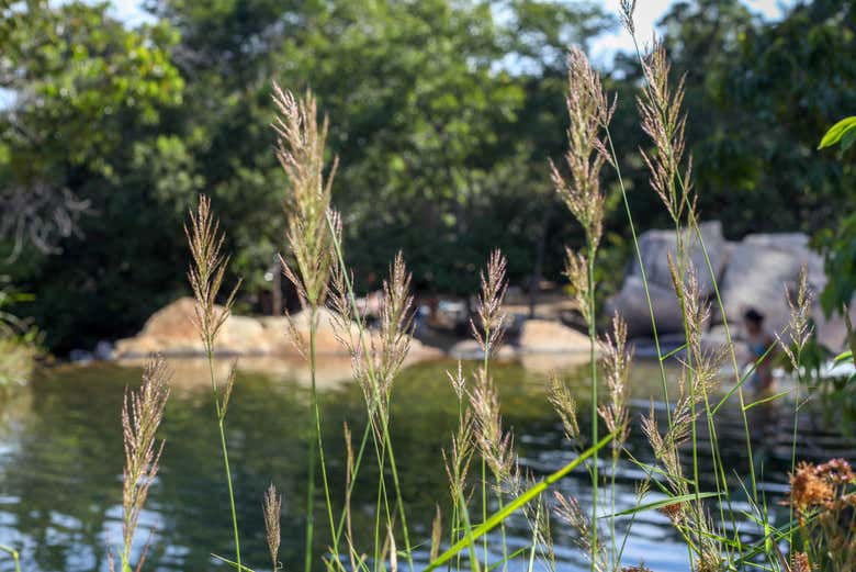 Vegetación junto a la piscina natural