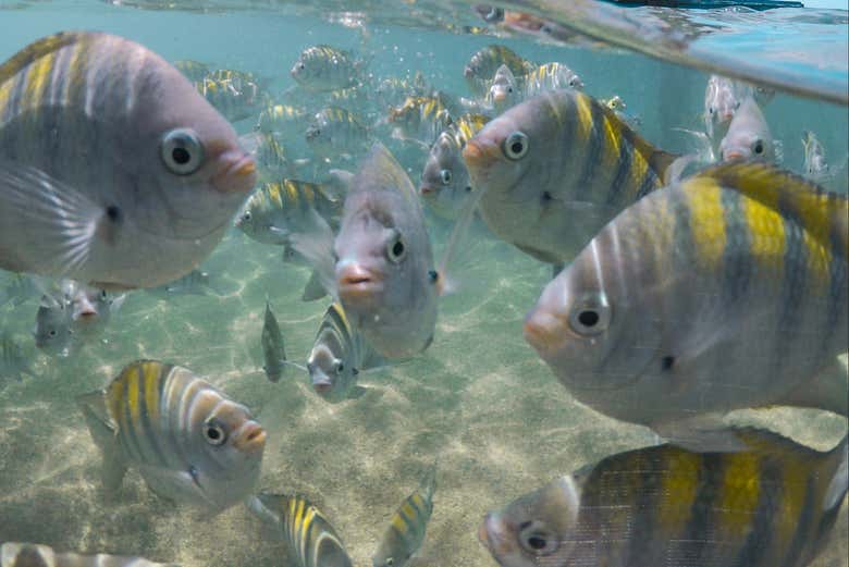 Swim among tropical fish!