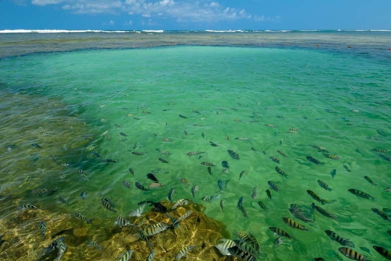 Admire the beauty of Porto de Galinhas