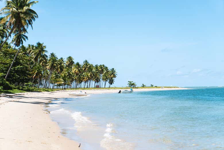Coqueiros da praia dos Carneiros