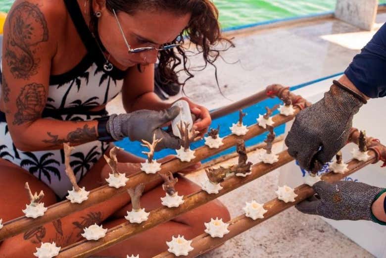Aprenderéis todo sobre la restauración de los arrecifes de coral