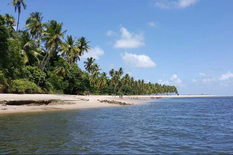 A natureza da praia de Guadalupe
