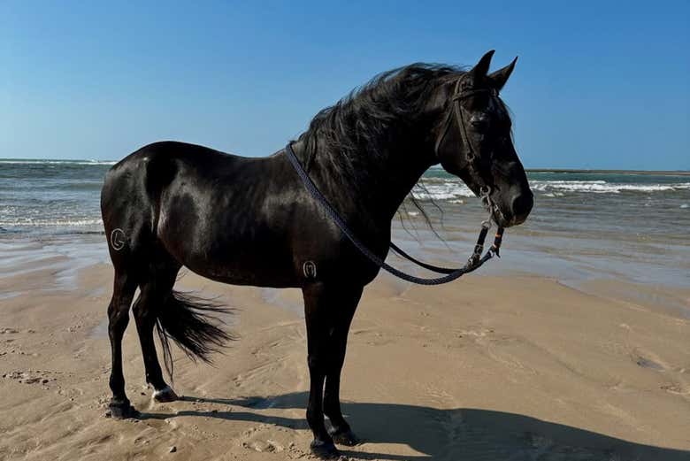 Caballo listo para cabalgar por la playa de Maracaipe