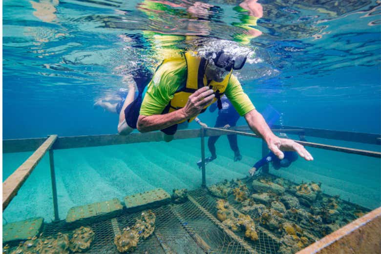 Haciendo snorkel en una granja de corales