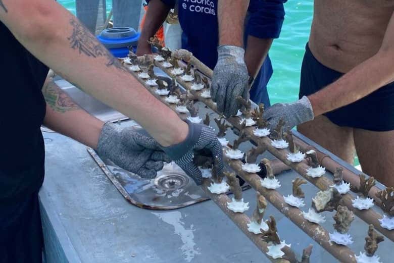 Diferentes fragmentos de coral