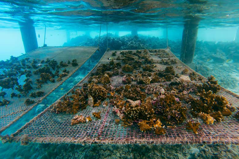 Granja de corales en Porto de Galinhas