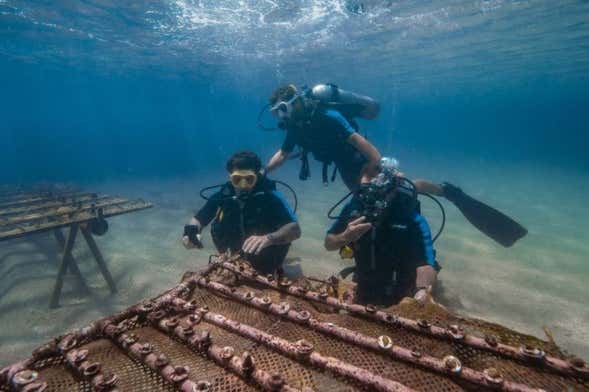 Inmersión Oceánica: bautismo de buceo y cultivo de corales en Porto de Galinhas