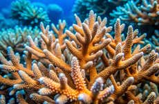 Snorkel em uma fazenda de corais