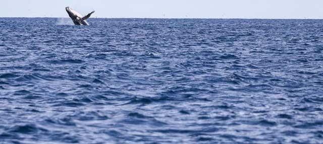 Porto Seguro Whale Watching
