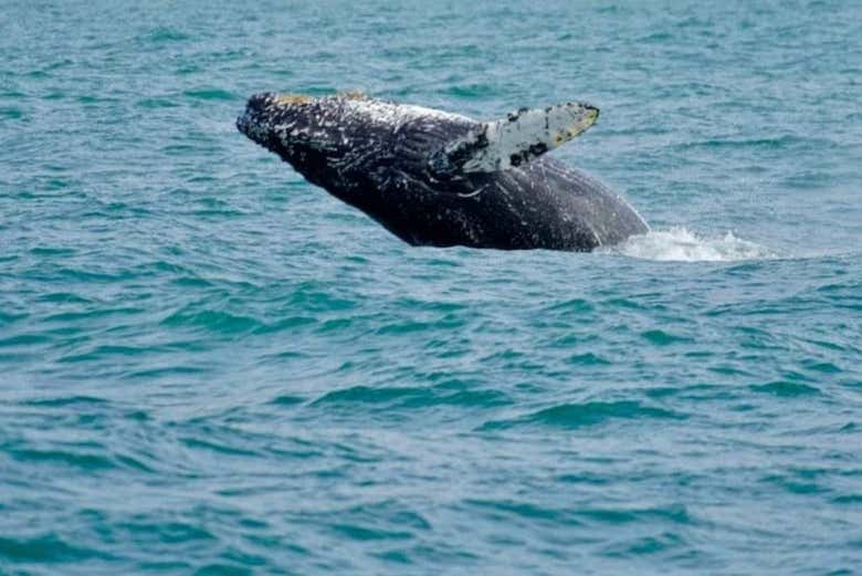 Tendremos la oportunidad de ver estos impresionantes animales