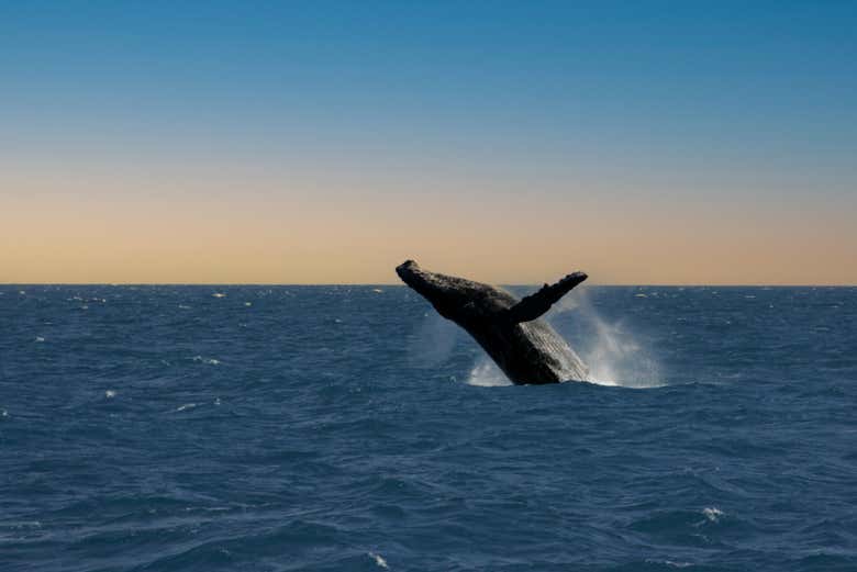 Salto de una ballena