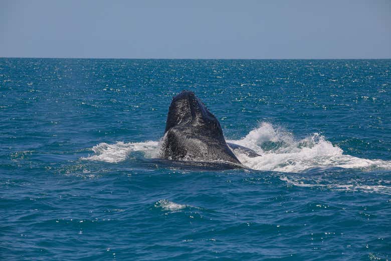 Ballena asomando sus fauces