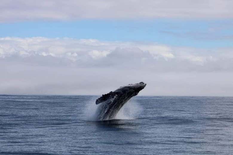 Divisando una ballena desde el barco