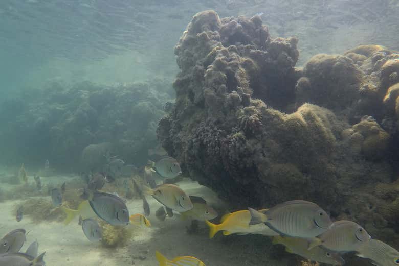 Biodiversidade das águas do parque Marinho do Recife de Fora