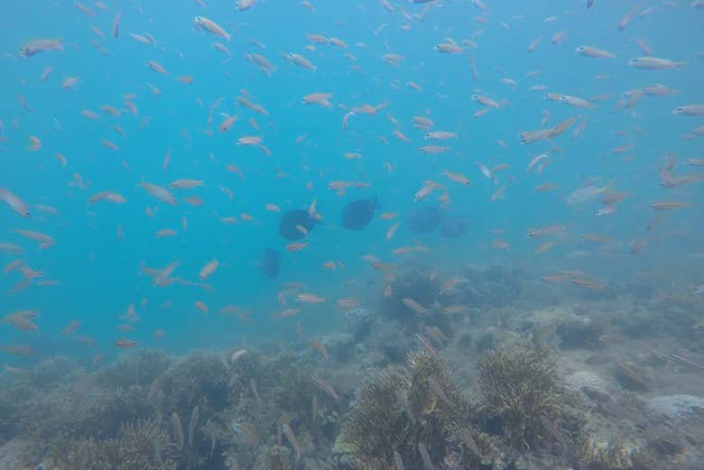 Cardumes de peixes no parque Marinho do Recife de Fora