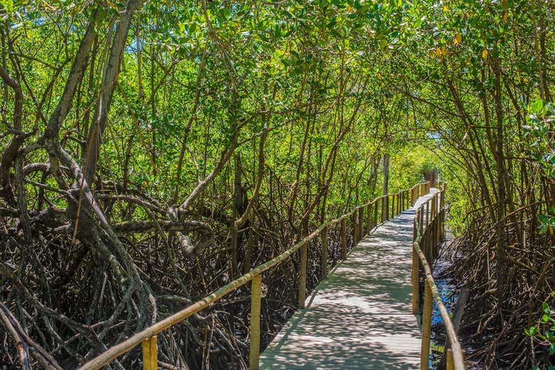 Passarela de madeira em Trancoso