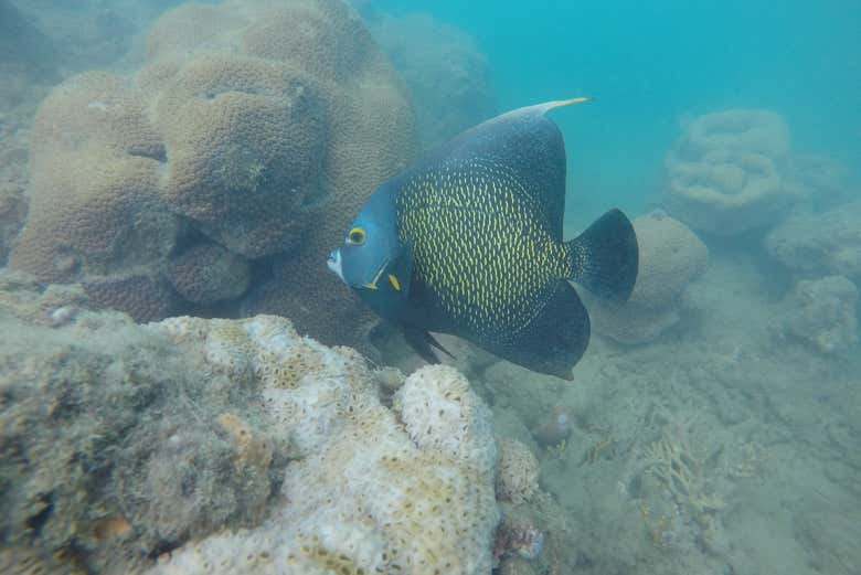 Peixes coloridos durante o snorkel