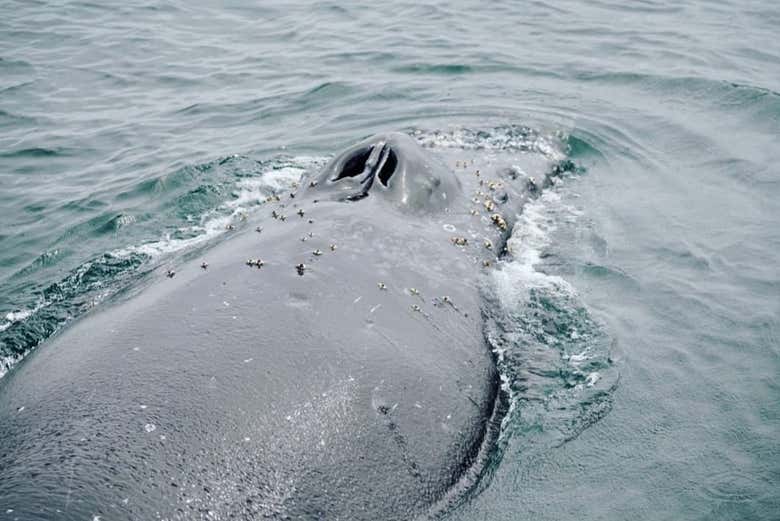 Una ballena muy cerca de la embarcación