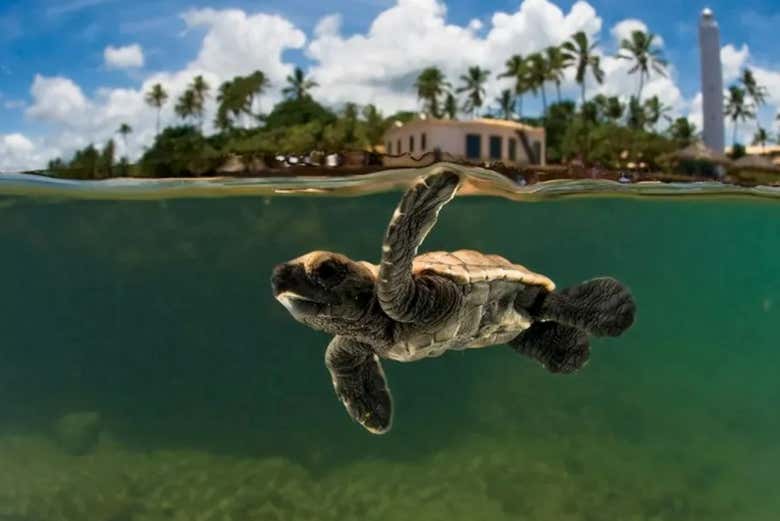 Podréis visitar el Proyecto Tamar