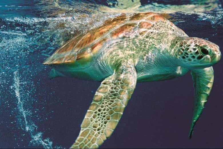 Podréis visitar el Proyecto Tamar de protección de tortugas