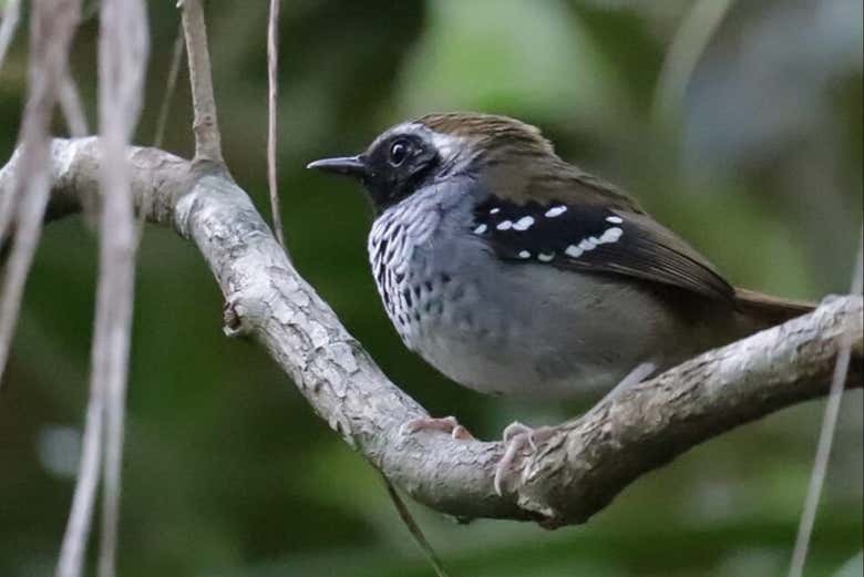 Aves na Mata Atlântica!