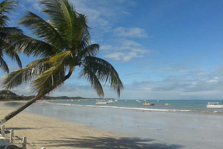 Cenário idílico em Maragogi